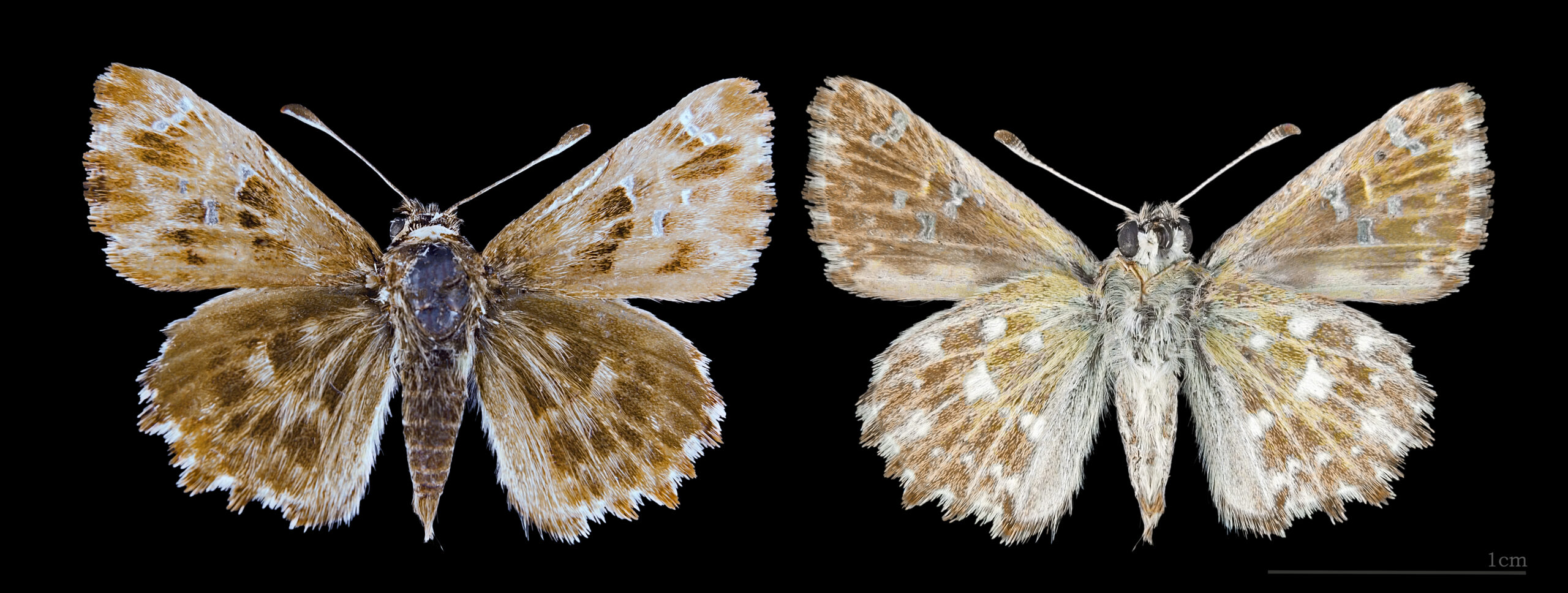 soumračník slézový (Carcharodus alceae)