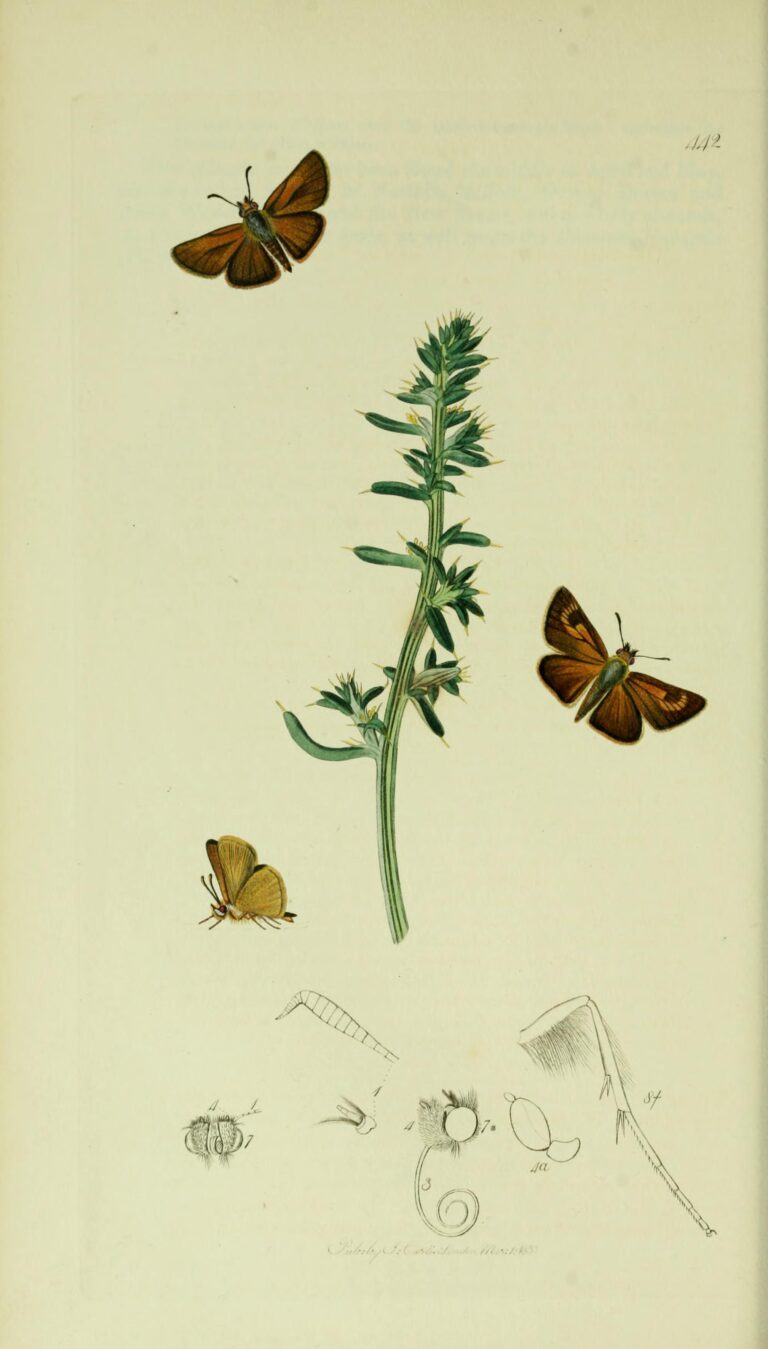 soumračník žlutoskvrnný (Thymelicus acteon)