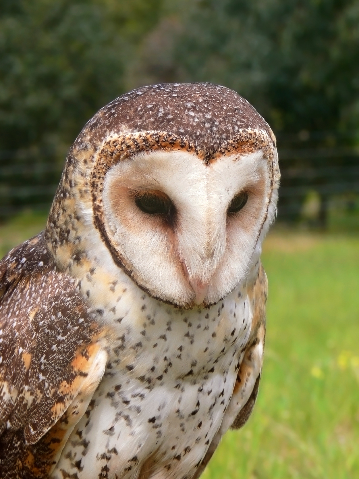 sova australská (Tyto novaehollandiae)