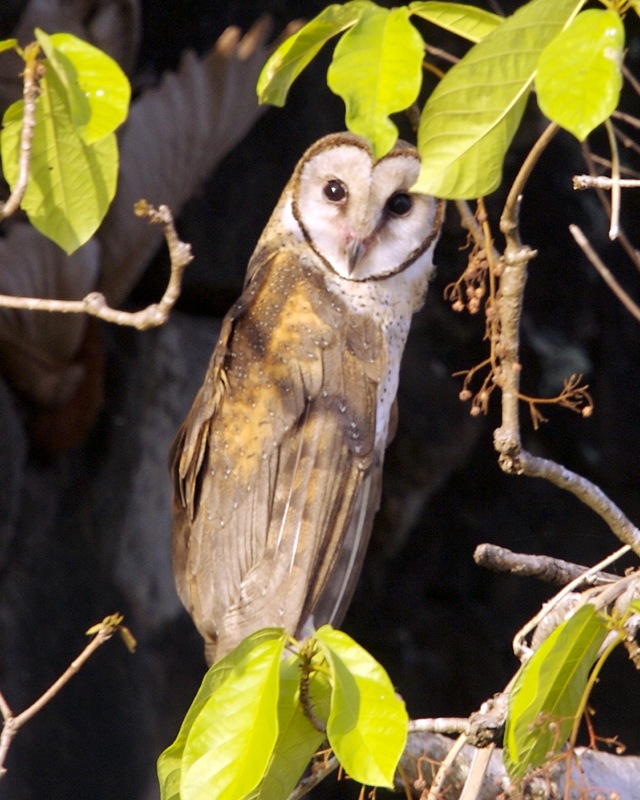 sova Rosenbergova (Tyto rosenbergii)