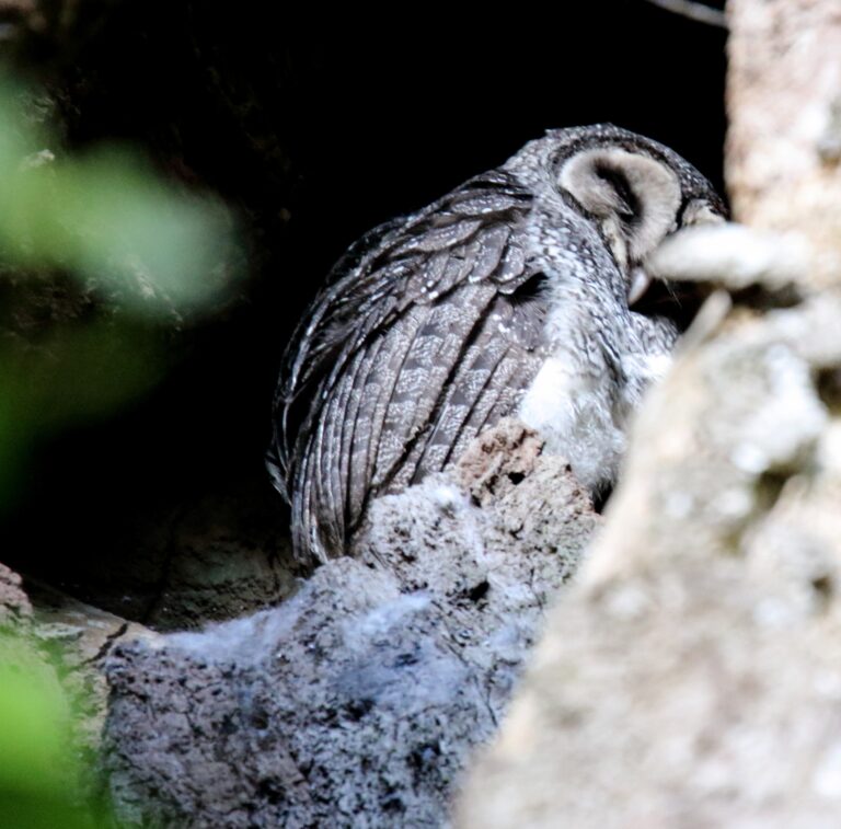 sova tečkovaná sova tečkovaná (Tyto multipunctata)