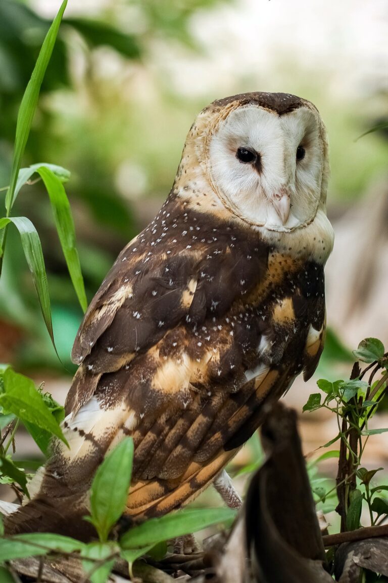 sova zlatočerná (Tyto longimembris)