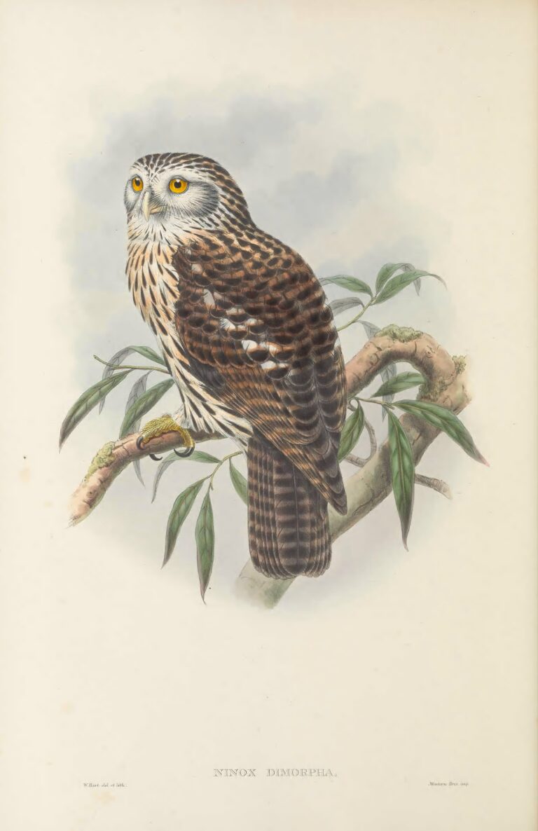 sovka papuánská (Uroglaux dimorpha)