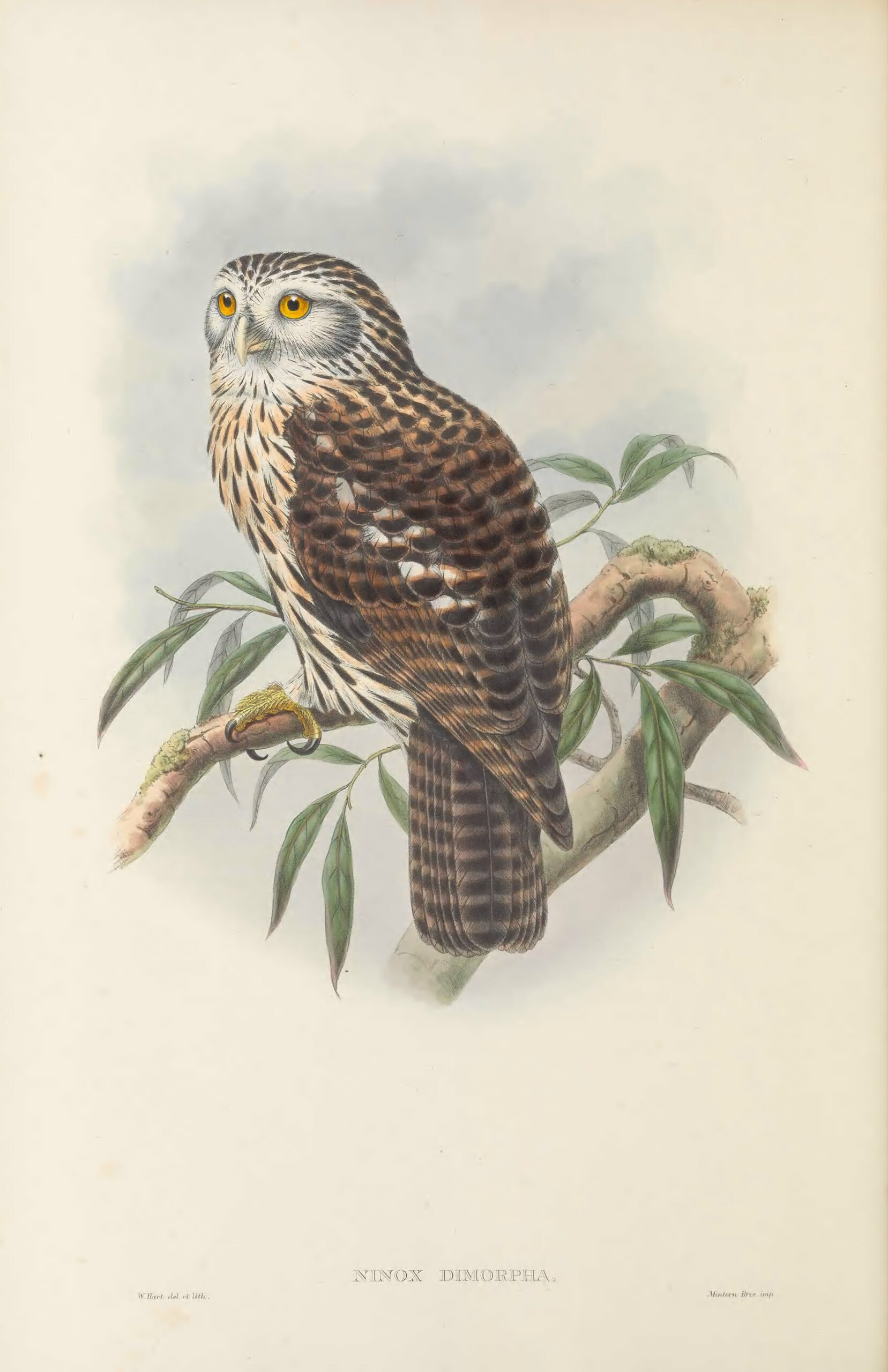 sovka papuánská (Uroglaux dimorpha)