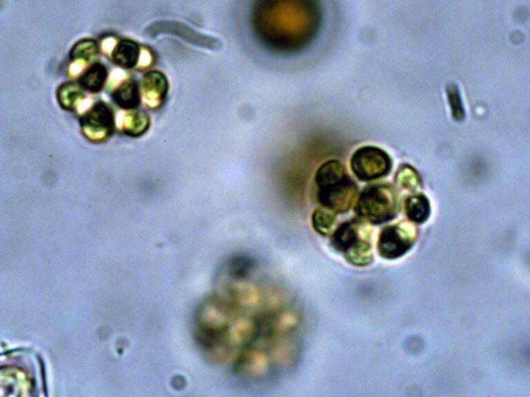 Sphaerocystis schroeteri