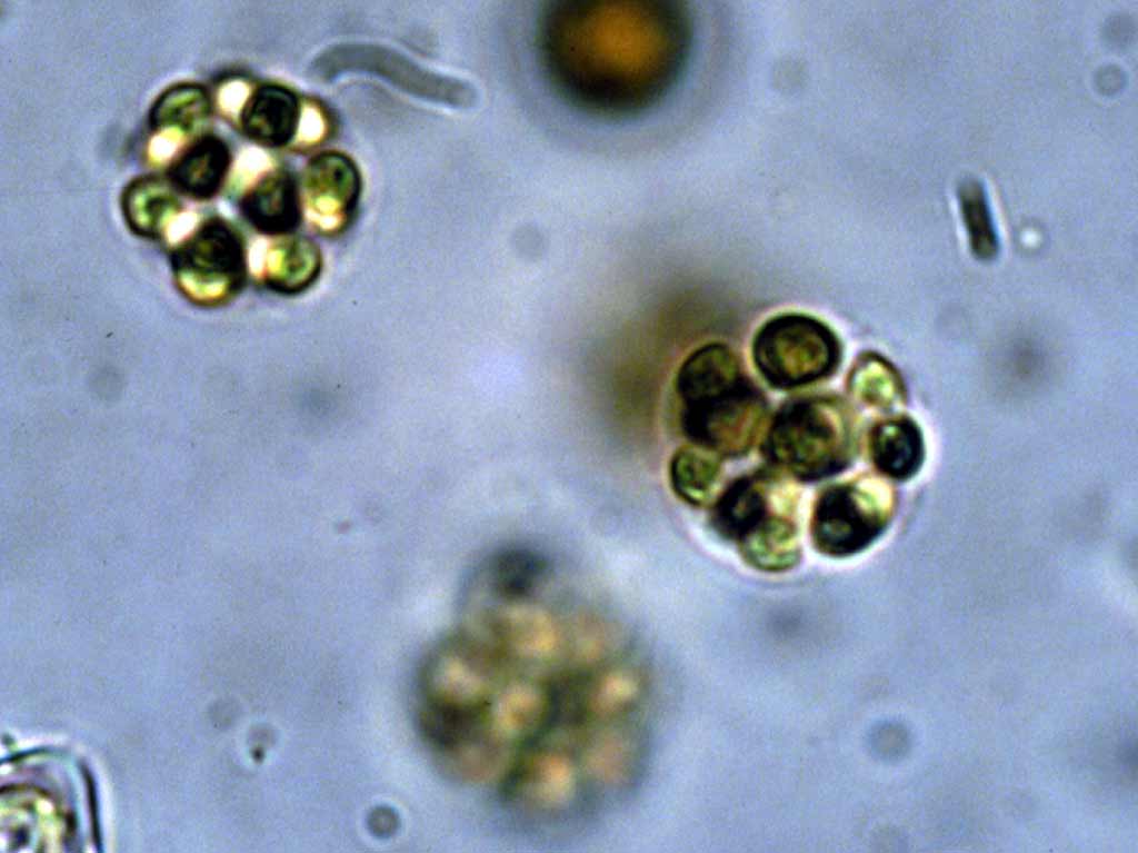 Sphaerocystis schroeteri