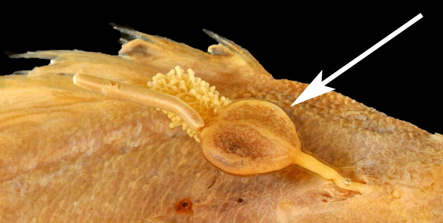 Sphyrion lumpi