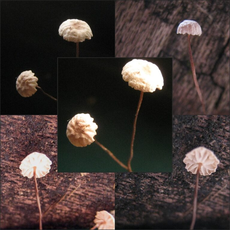 špička Bulliardova (Marasmius bulliardii)