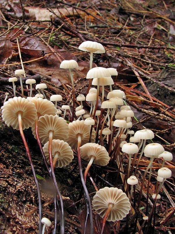 špička kolovitá (Marasmius rotula)