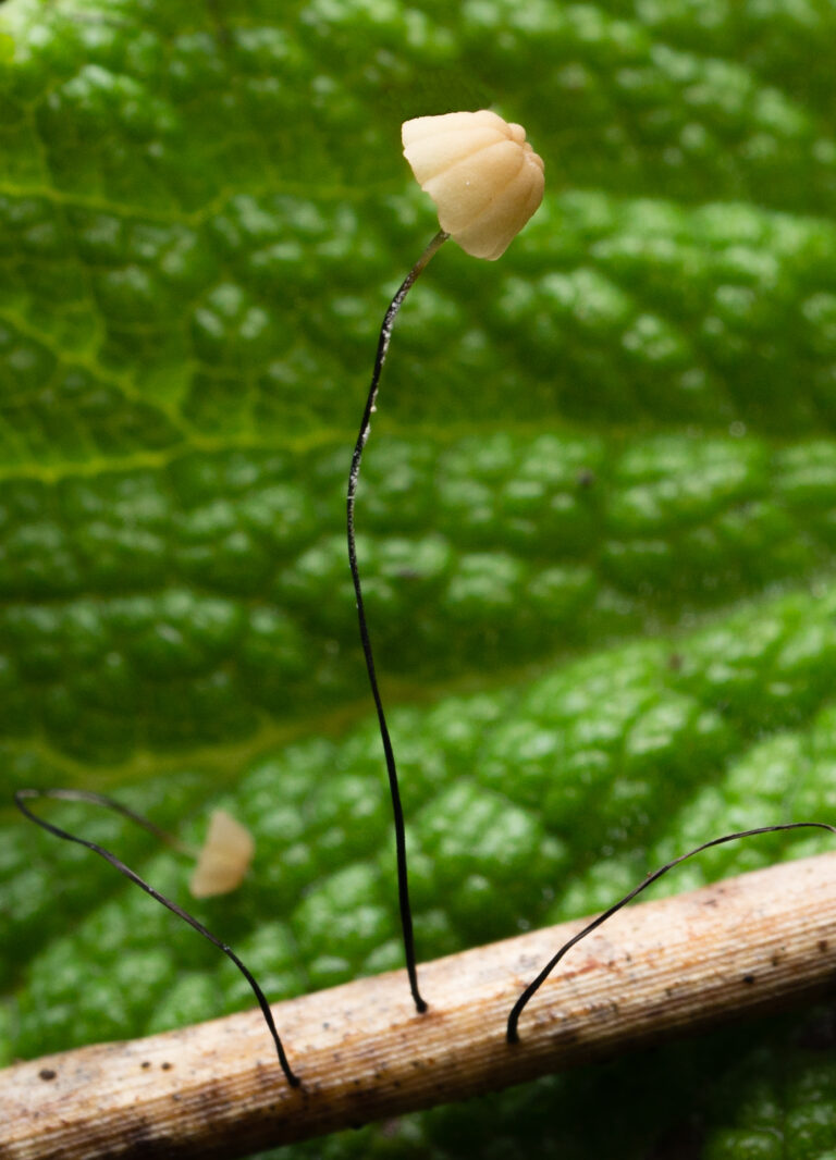 špička močálová špička močálová (Marasmius limosus)