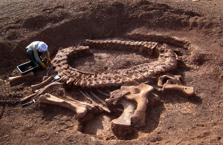 Spinophorosaurus