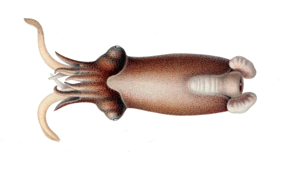spirálovec točený (Spirula spirula)