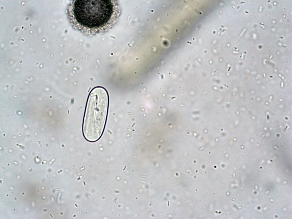 Spirocerca lupi