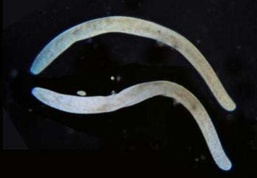 Spirostomum ambiguum
