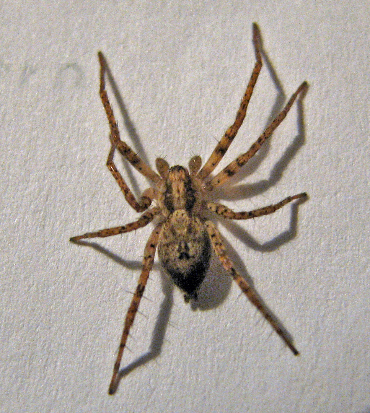 šplhalka keřová (Anyphaena accentuata)
