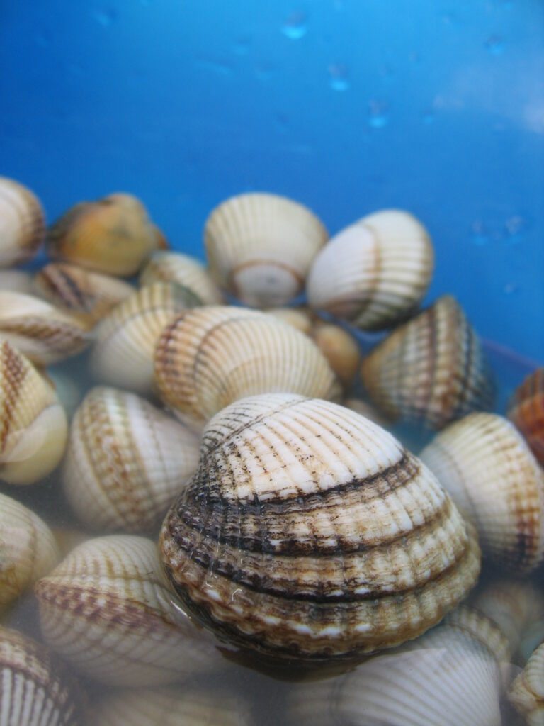 srdcovka jedlá (Cerastoderma edule)