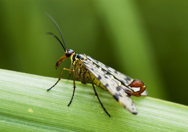 srpice obecná (Panorpa communis)