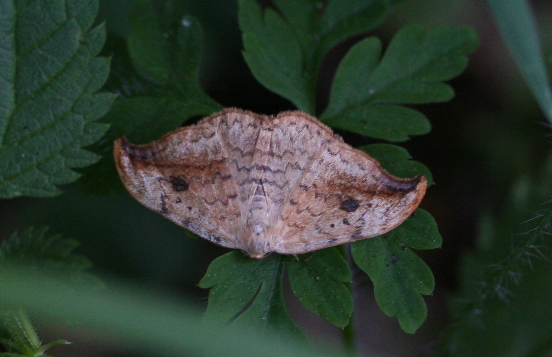 srpokřídlec vrbový (Drepana falcataria)