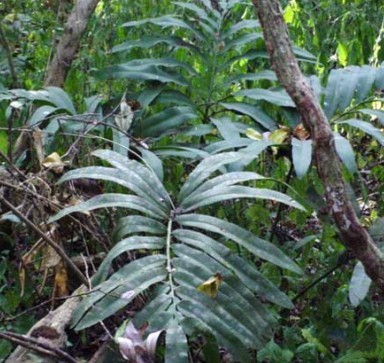 stangerie plstnatá (Stangeria eriopus)