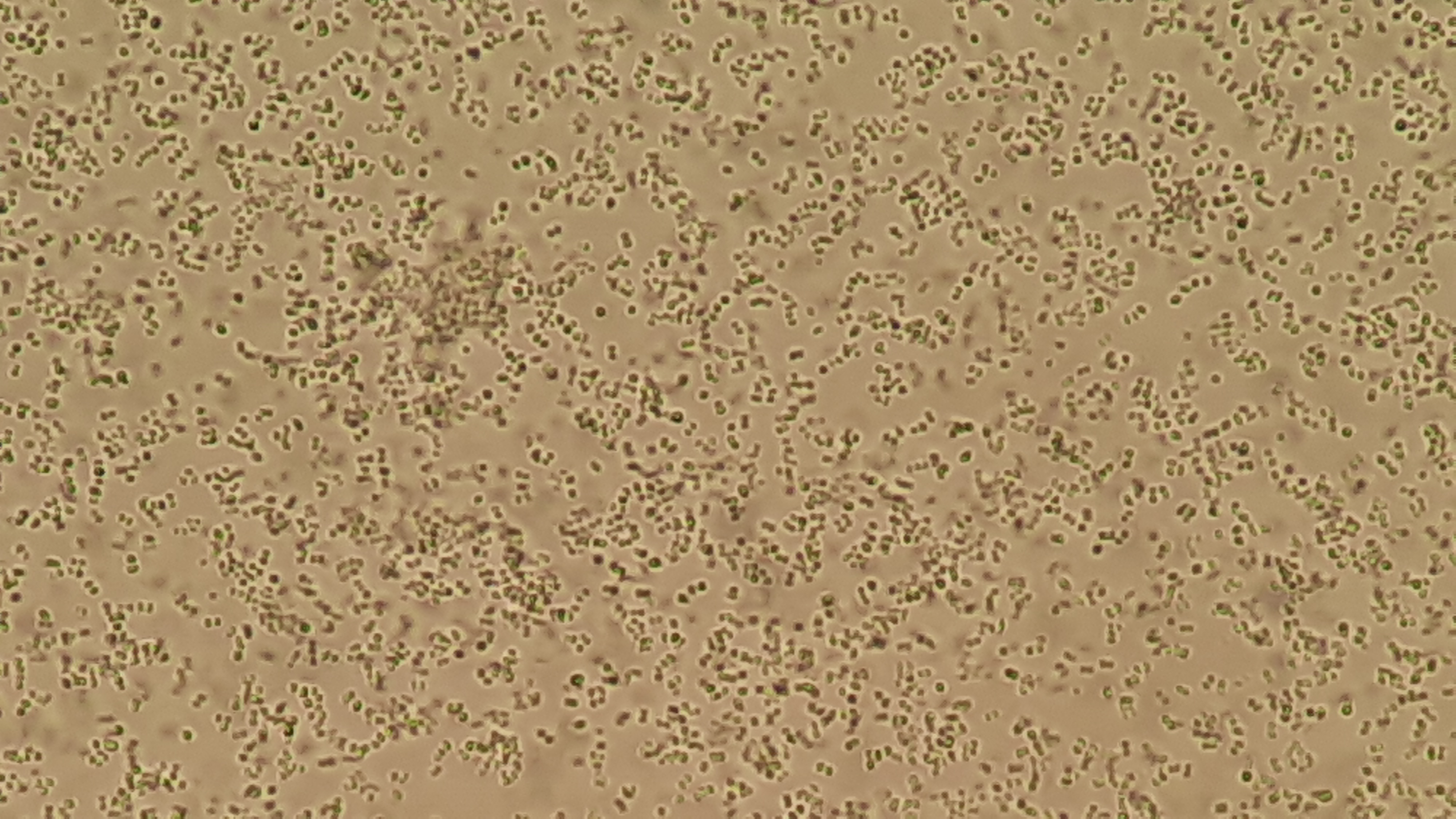 Staphylococcus haemolyticus