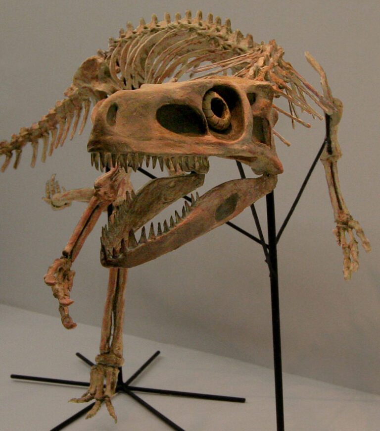Staurikosaurus
