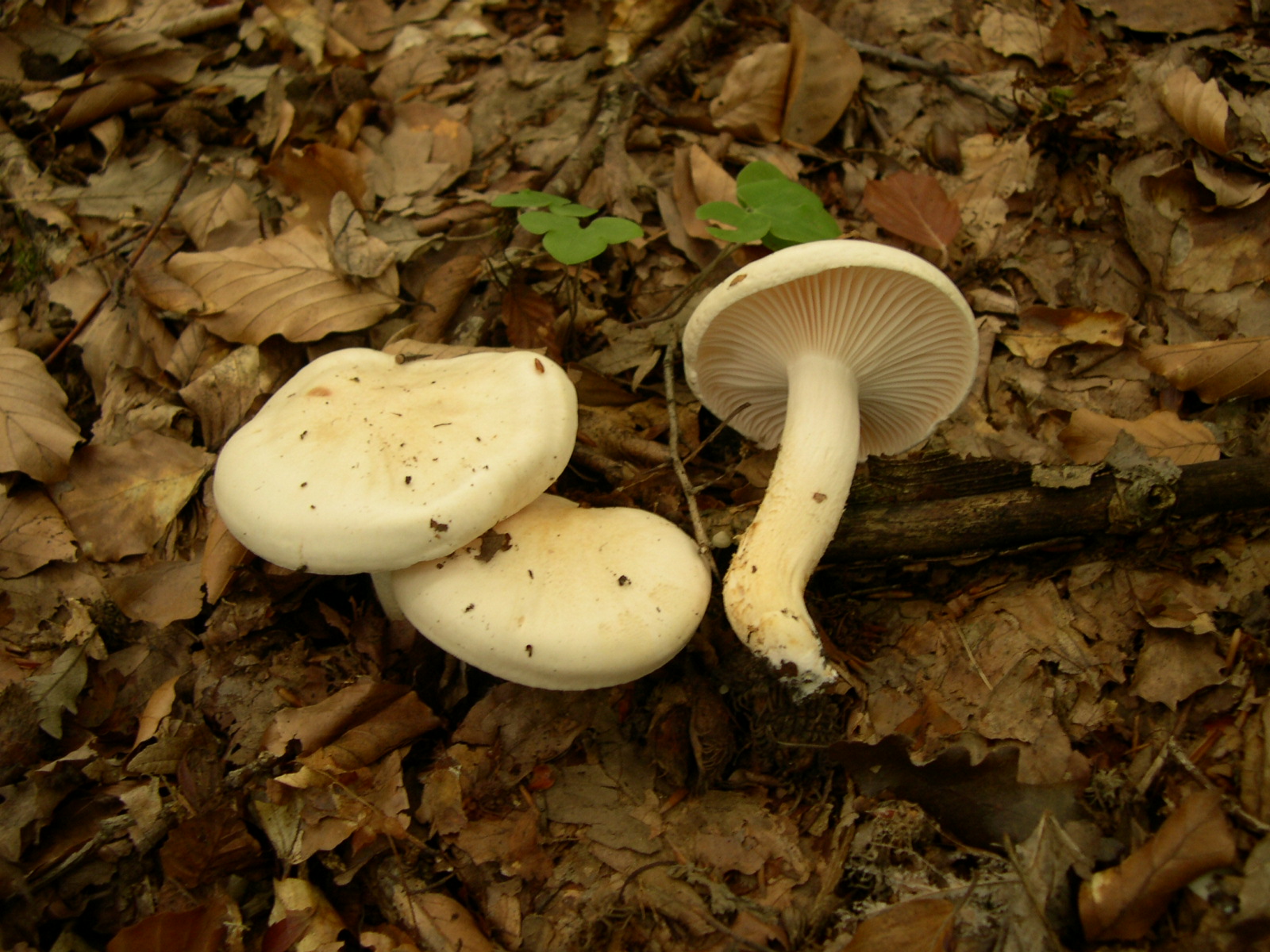 šťavnatka buková (Hygrophorus penarius)