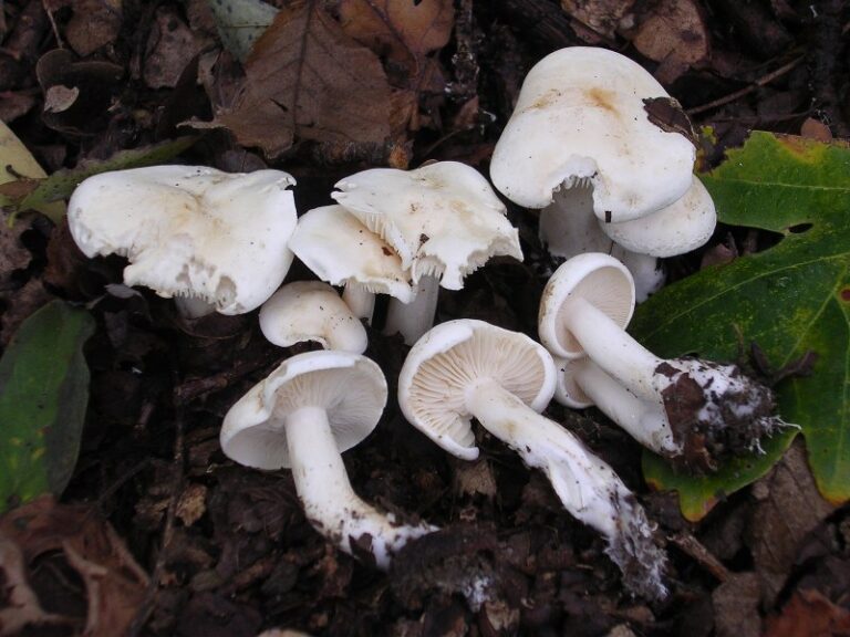šťavnatka drvopleňová (Hygrophorus cossus)