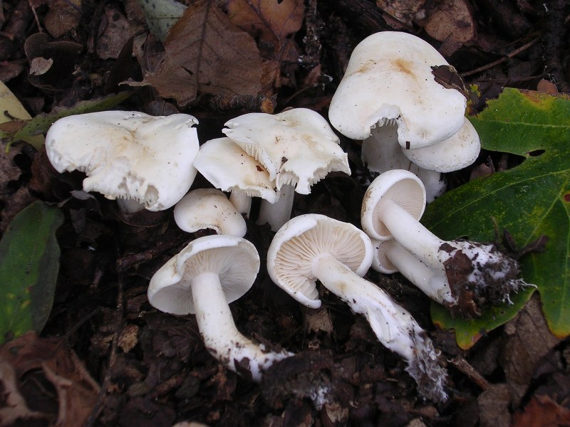 šťavnatka drvopleňová (Hygrophorus cossus)