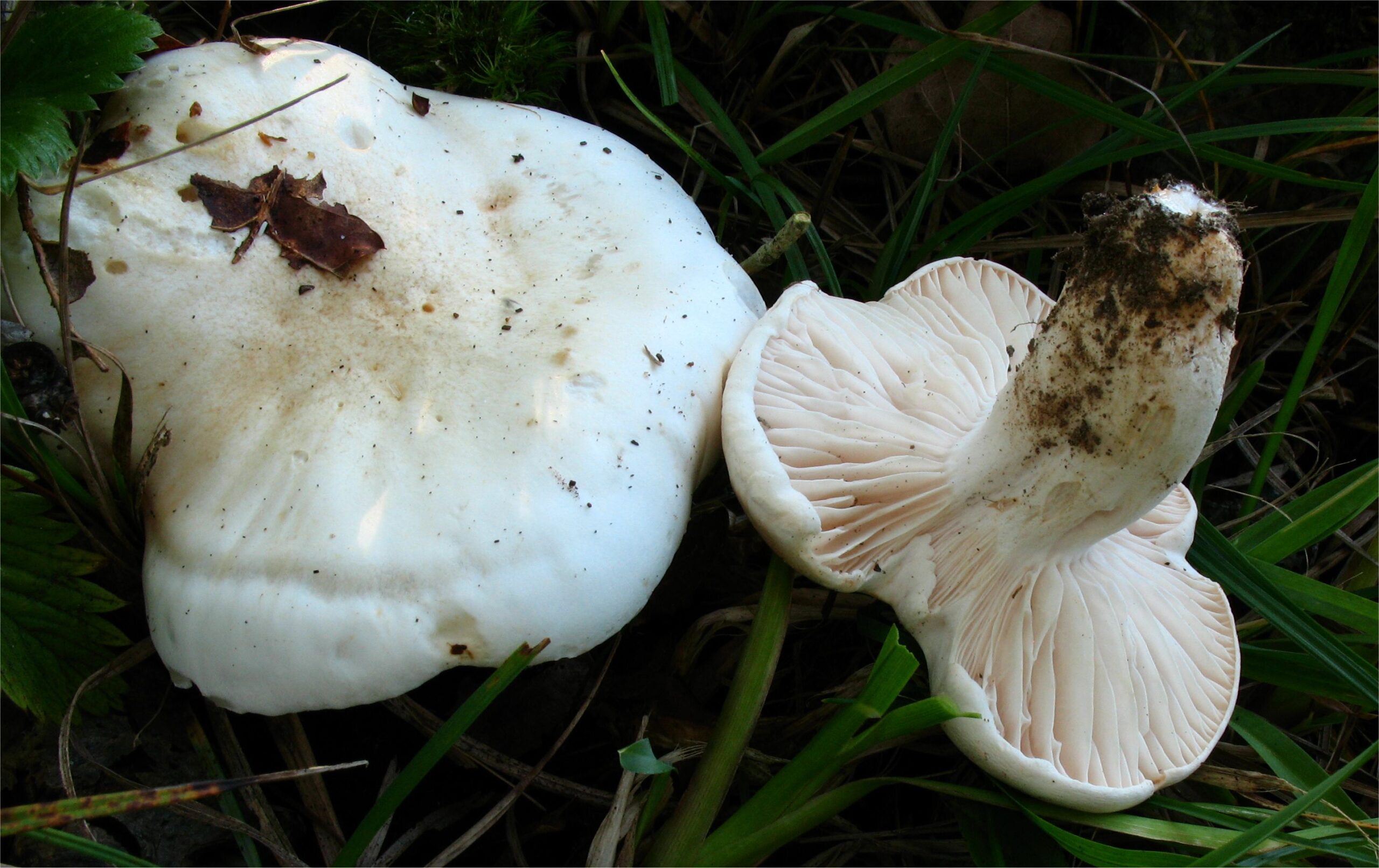 šťavnatka dubová (Hygrophorus penarioides)