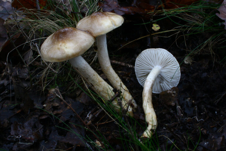 šťavnatka dvoubarvá (Hygrophorus persoonii)
