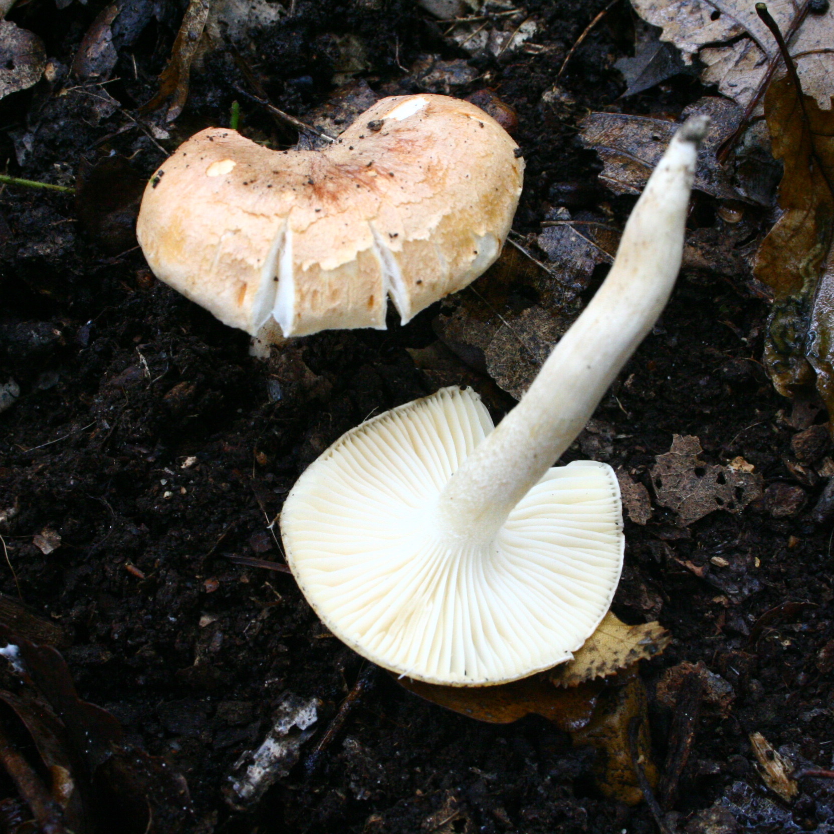 šťavnatka hajní (Hygrophorus nemoreus)