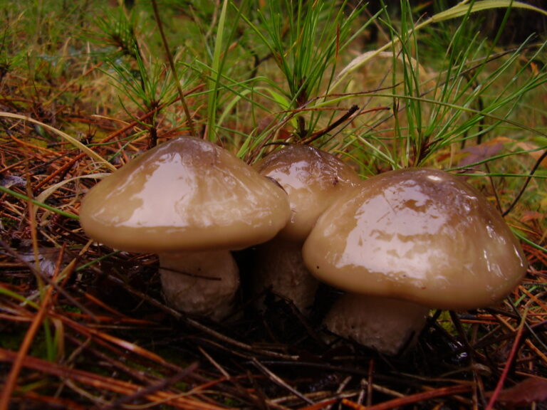šťavnatka hnědobílá (Hygrophorus latitabundus)