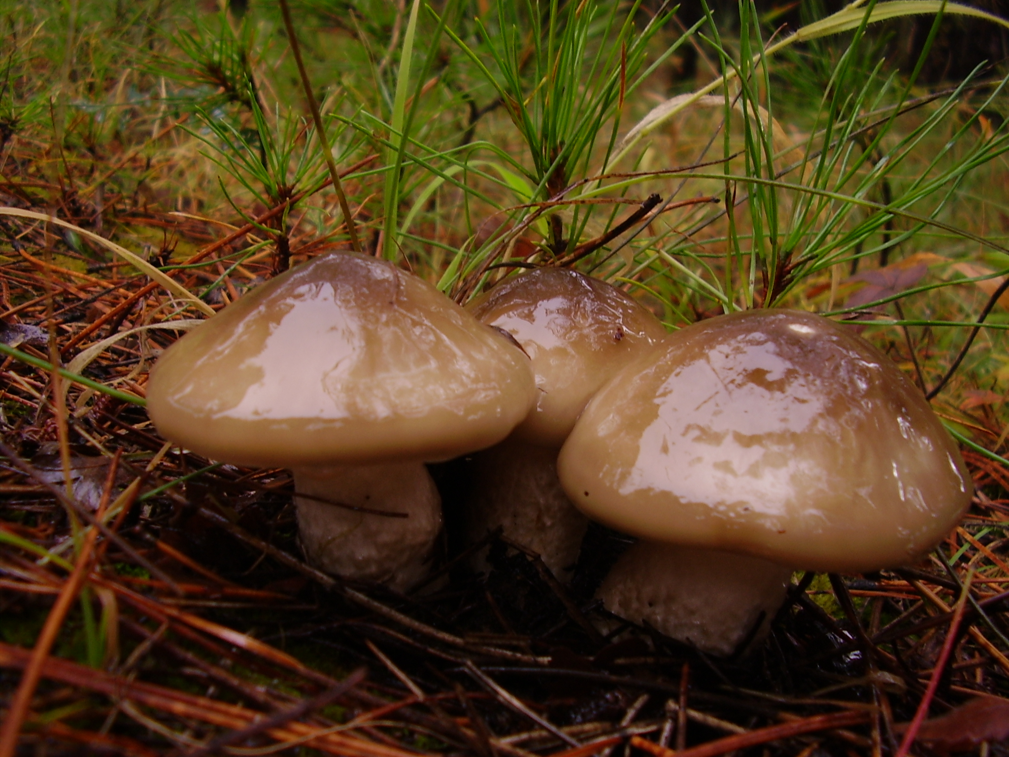 šťavnatka hnědobílá (Hygrophorus latitabundus)