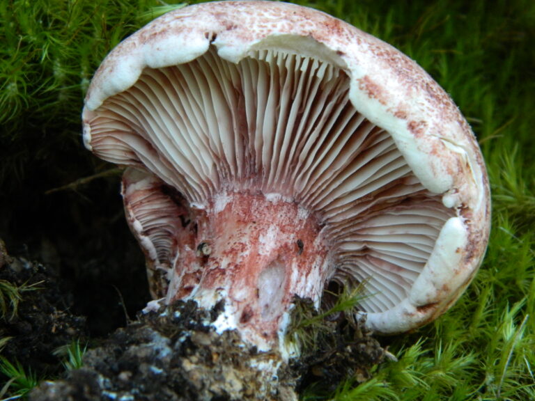 šťavnatka holubinková (Hygrophorus russula)
