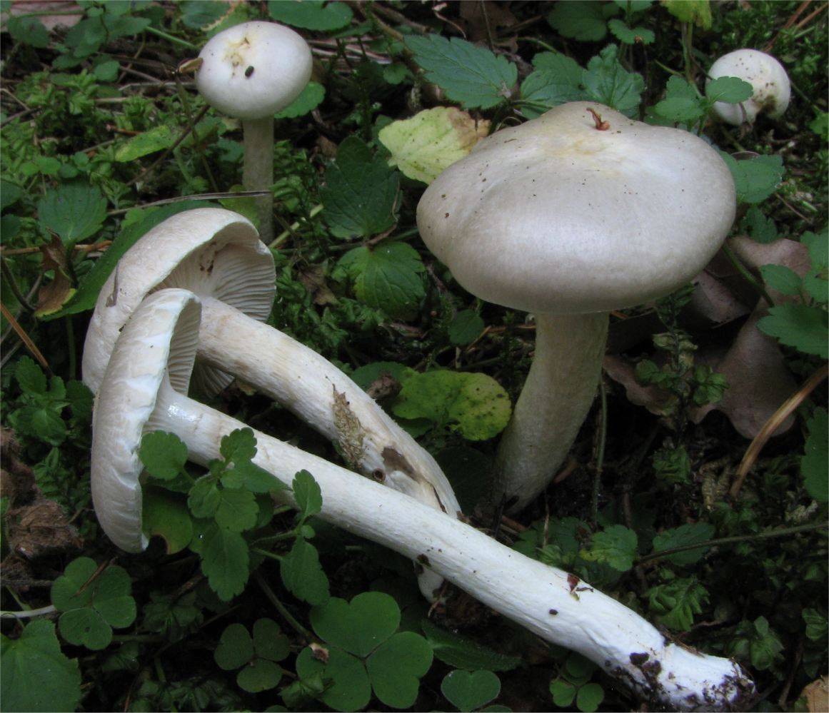 šťavnatka hyacintová (Hygrophorus hyacinthinus)