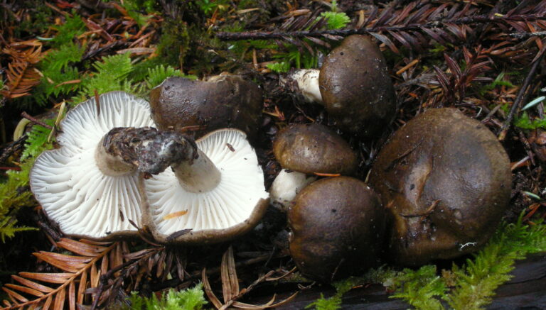 šťavnatka kozí (Hygrophorus camarophyllus)