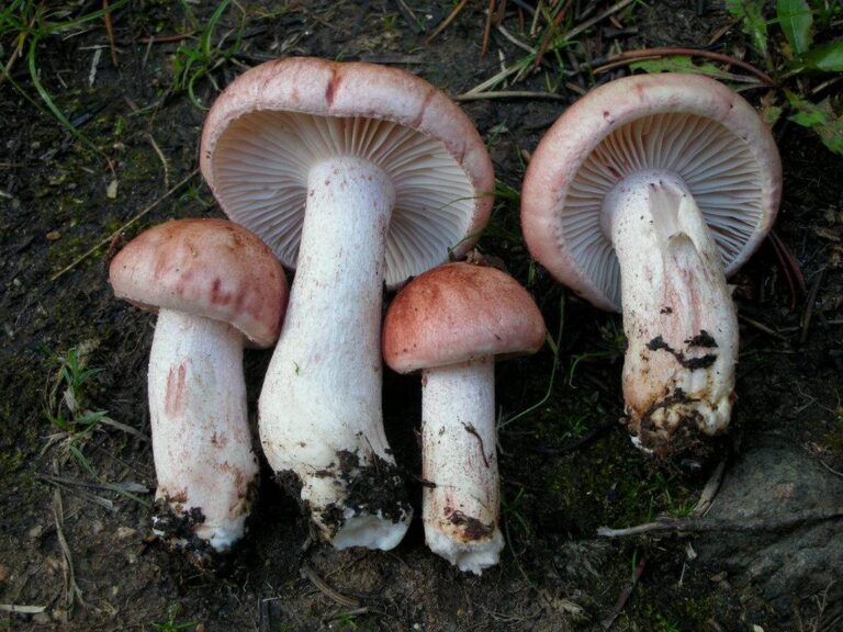 šťavnatka načervenalá (Hygrophorus erubescens)