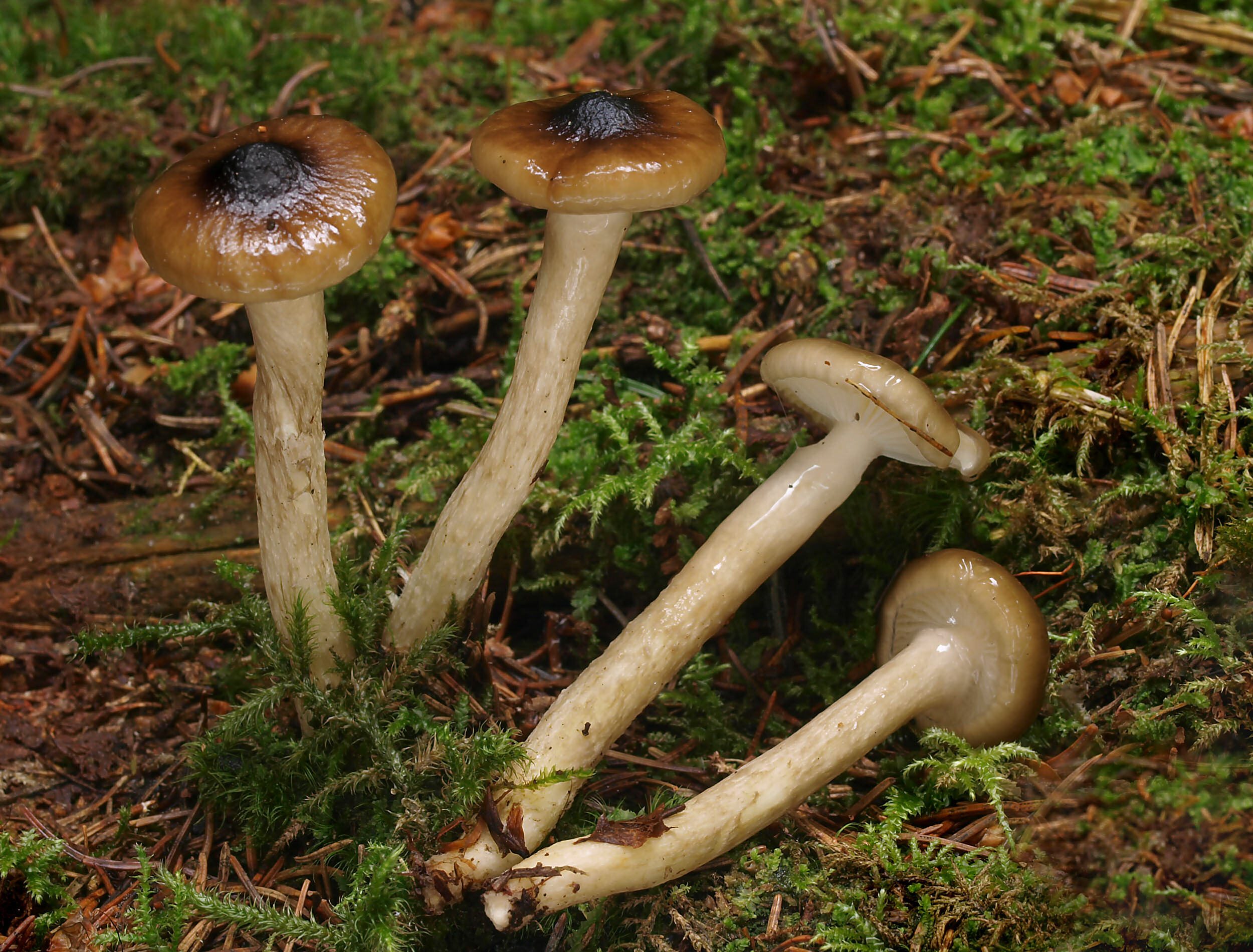 šťavnatka olivově bílá (Hygrophorus olivaceoalbus)
