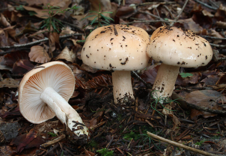 šťavnatka oranžová (Hygrophorus pudorinus)