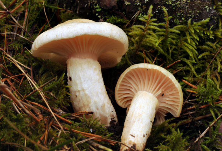 šťavnatka slizoprstenná (Hygrophorus gliocyclus)