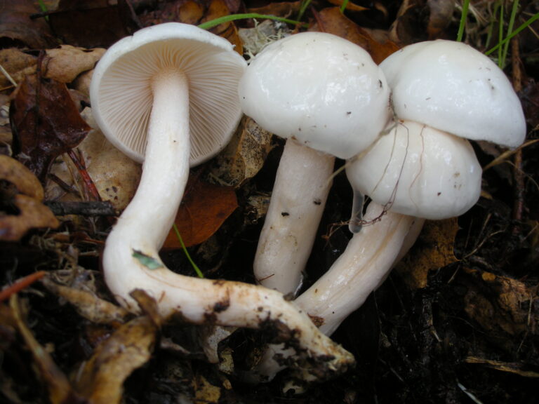 šťavnatka slonovinová (Hygrophorus eburneus)