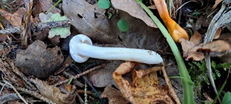 šťavnatka smrková (Hygrophorus piceae)