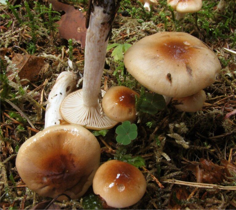 šťavnatka terčovitá (Hygrophorus discoideus)