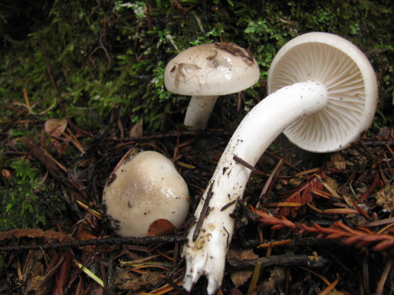 šťavnatka vonná (Hygrophorus agathosmus)