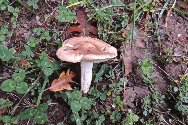 šťavnatka žíhaná (Hygrophorus arbustivus)