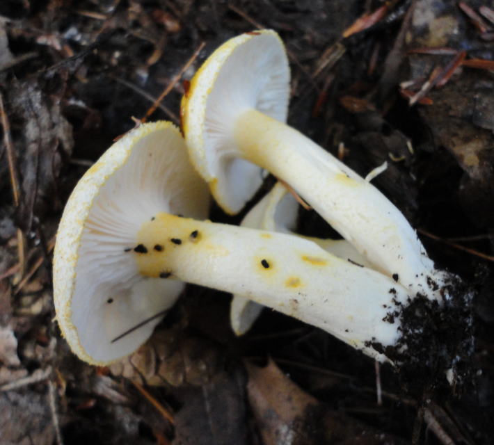 šťavnatka žlutolemá (Hygrophorus chrysodon)