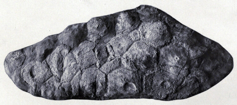 Stegopelta