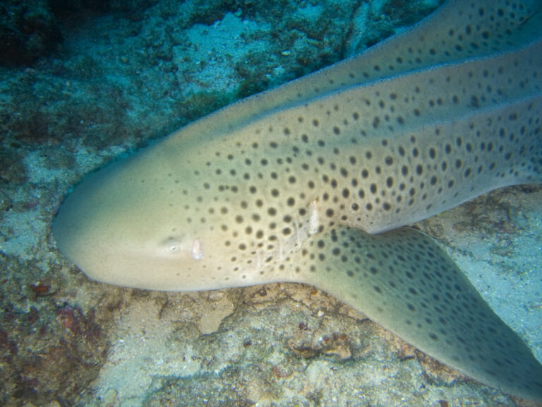 Stegostoma fasciatum Stegostoma fasciatum