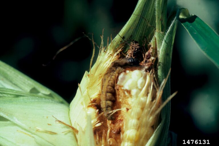 Steinernema carpocapsae