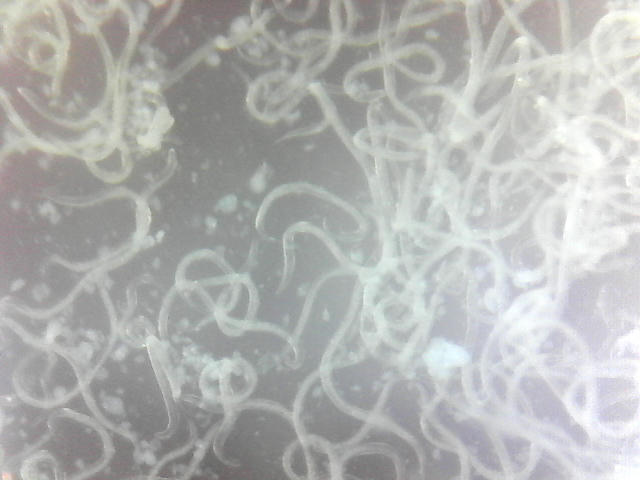 Steinernema feltiae